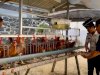 Panen 25 Telur, Lapas Kotabaru Bekali Warga Binaan Keterampilan Produktif