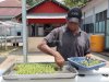 Lapas Ambon Tanam 350 Bibit Pakcoy Hidroponik Dukung Swasembada Pangan
