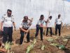  Lapas Pangkalpinang Produktifkan Lahan Idle lewat Penanaman Nanas Lokal Tuatunu