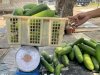 Dari Kebun Pembinaan ke Masyarakat, Lapas Wahai Panen dan Pasarkan 32 Kg Mentimun
