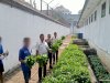Dukung Program Ketahanan Pangan, Lapas Magelang Sukses Panen Kangkung