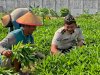 Lapas Surabaya Panen 80 Kg Kangkung untuk Penuhi Kebutuhan Dapur