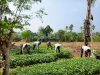 Panen Kangkung, Lapas Leok Optimalkan Kebun SAE Dukung Ketahanan Pangan