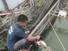 Produktif dari Balik Jeruji, Lapas Amuntai Panen 30 Kilogram Ikan Patin