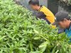Dukung Ketahanan Pangan, Rutan Marabahan Panen 100 Ikat Kangkung di SAE