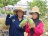 Rutan Perempuan Surabaya Panen 14,25 Kg Mangga Apel dan Golek