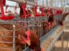 Maggot Jadi Pakan Alternatif Ayam Petelur di Lapas Kotabaru