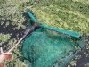 Panen 10 Kg per Hari, Lapas Batulicin Manfaatkan Azolla untuk Campuran Pakan Ternak