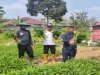 Bukti Nyata Ketahanan Pangan, Lapas Kendari Panen Seledri dan Kangkung Cabut