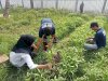 Rutan Barabai Panen Sawi dan Kangkung, Dukung Ketahanan Pangan dan Kemandirian Warga Binaan