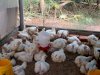 Lapas Amuntai Panen 125 Kilogram Ayam, Dukung Ketahanan Pangan