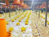 Tebar Perdana 20.000 DOC Ayam Broiler, Lapas Terbuka Kendal Resmikan Kandang