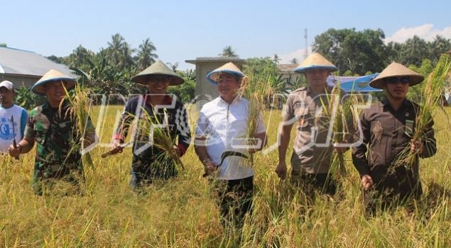 Lapas Sanana Panen Padi, Bupati Kab. Kepulauan Sula Apresiasi