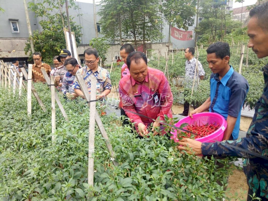 Panen Perdana Pertanian, Bukti Keberhasilan Pondok Asimilasi Lapas Rangkasbitung