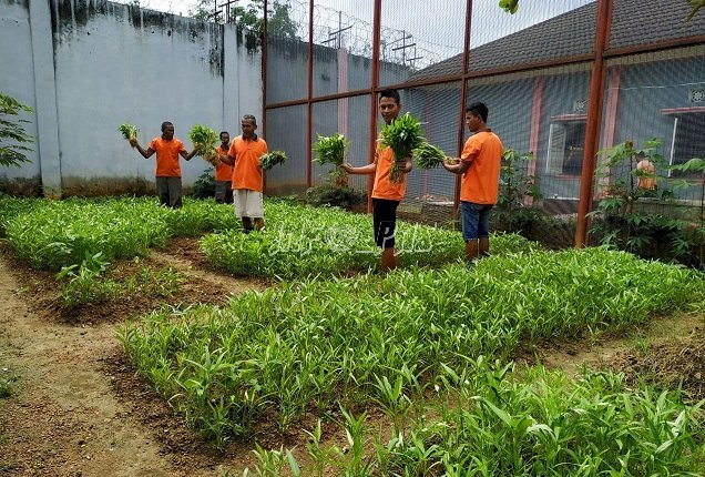 Manfaatkan Lahan Kosong, Lapas Banyuasin Panen Sayur Mayur