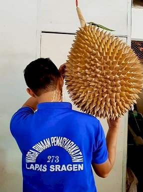 Lapas Sragen Produksi "Durian Terbesar"