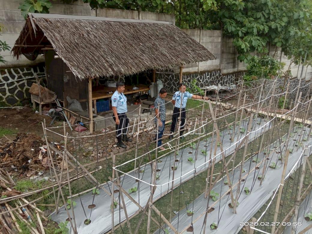 Budidaya Golden Melon, Lapas Cilegon Gandeng Dinas Ketahanan Pangan dan Pertanian