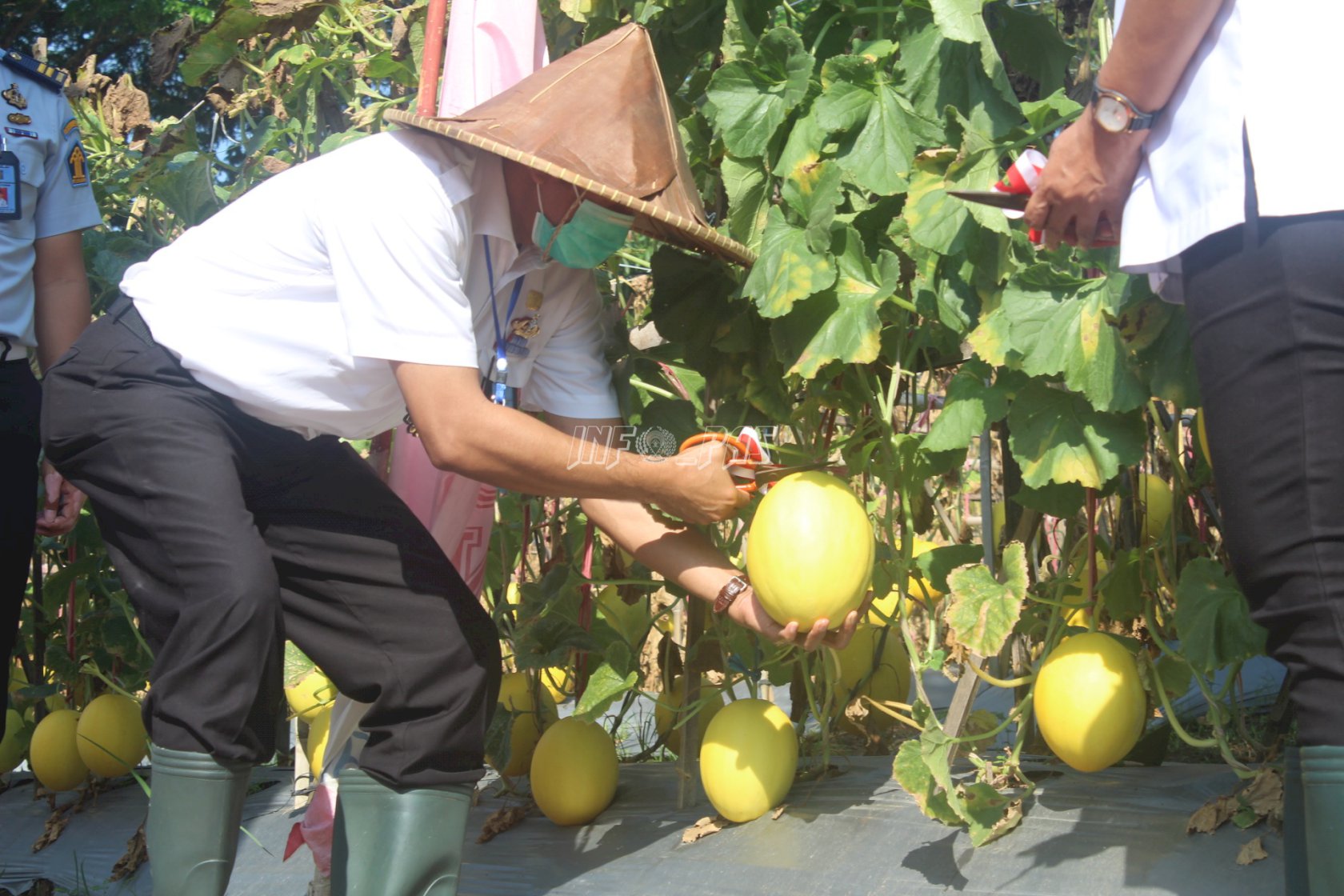 Lapas Cilegon Panen Melon Golden Hasil Budidaya WBP