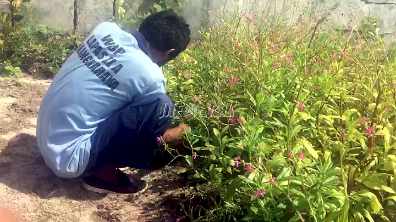 Ginseng Jawa Jadi Apotek Hidup di Lapas Palangka Raya