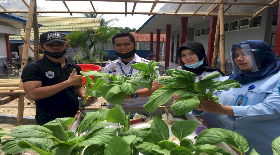 Rutan Buntok Panen Perdana Sayur Hidroponik 