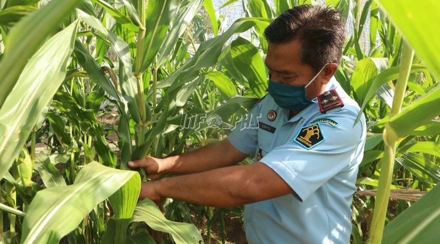 WBP LPN Karang Intan Panen Jagung Hasil Perkebunan