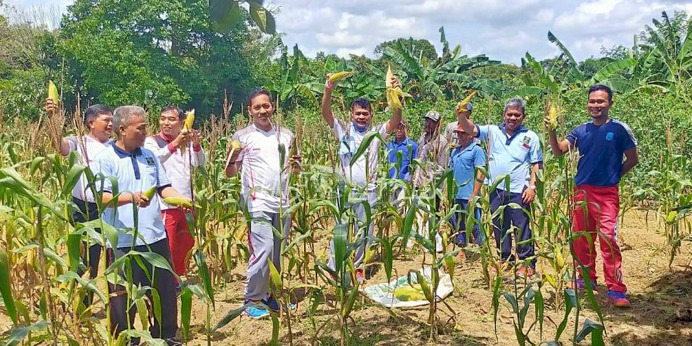 Manfaatkan Lahan Nganggur, Kalapas & WBP Lapas Tanjungpandan Panen Jagung