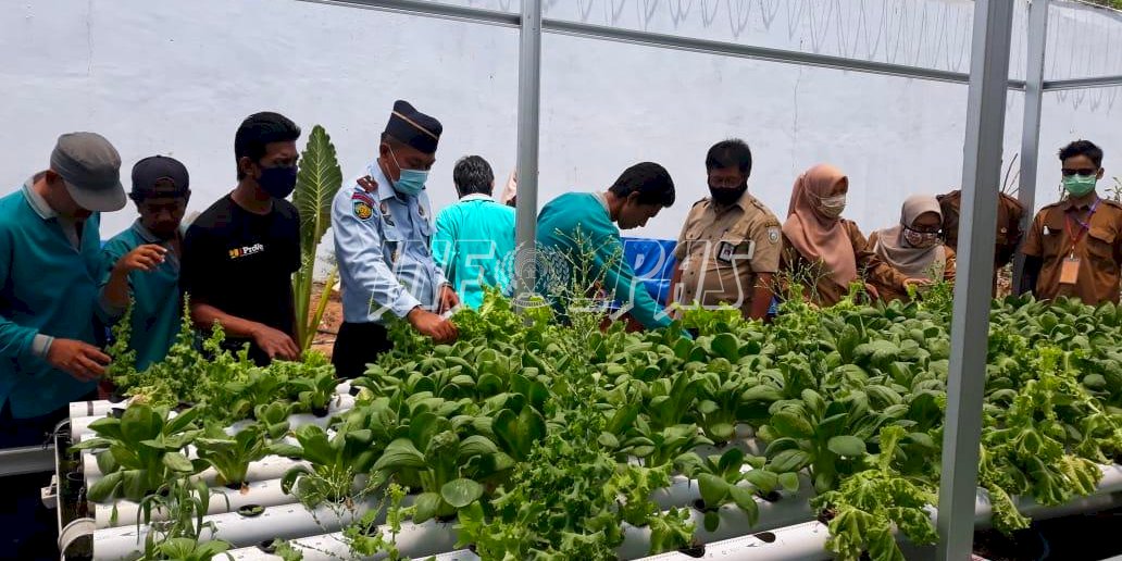 Warga Binaan Lapas Karang Intan Tanam Sayur dengan Hidroponik