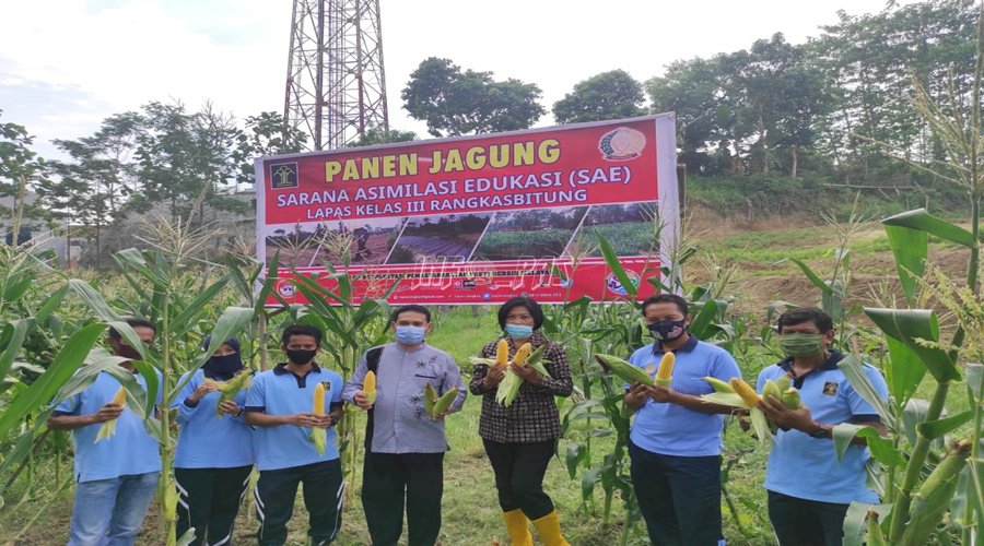 SAE Lapas Rangkasbitung Panen Jagung Manis