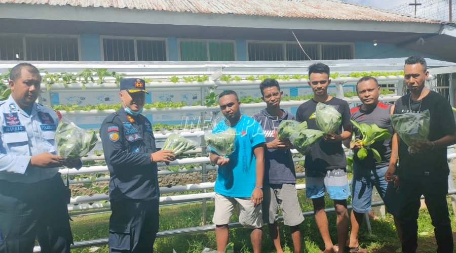 Rutan Ambon Panen Sayur Hidroponik