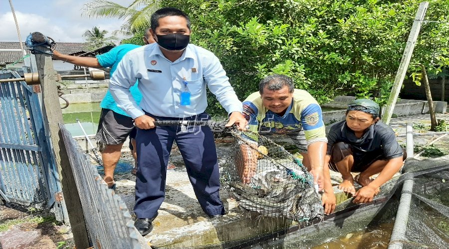 Bapas Palangka Raya Panen Lele Hasil Program Kemandirian Klien