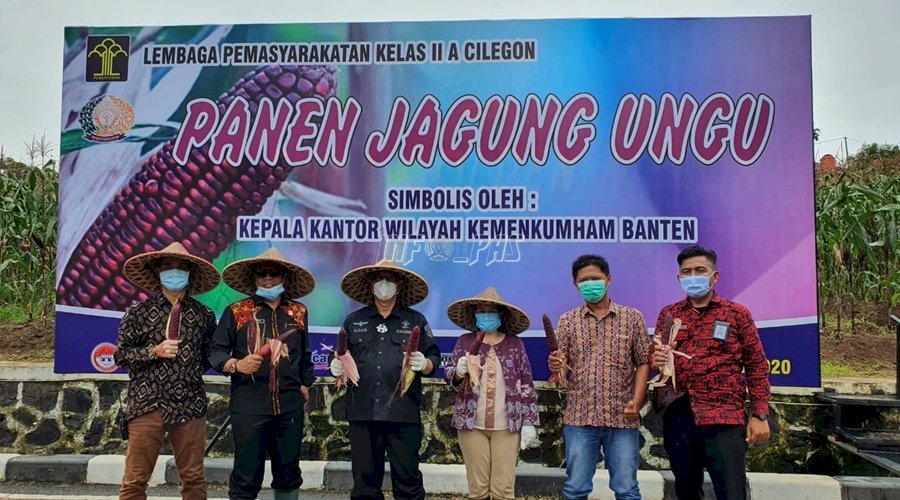 Lapas Cilegon Panen 600 Kg Jagung Ungu