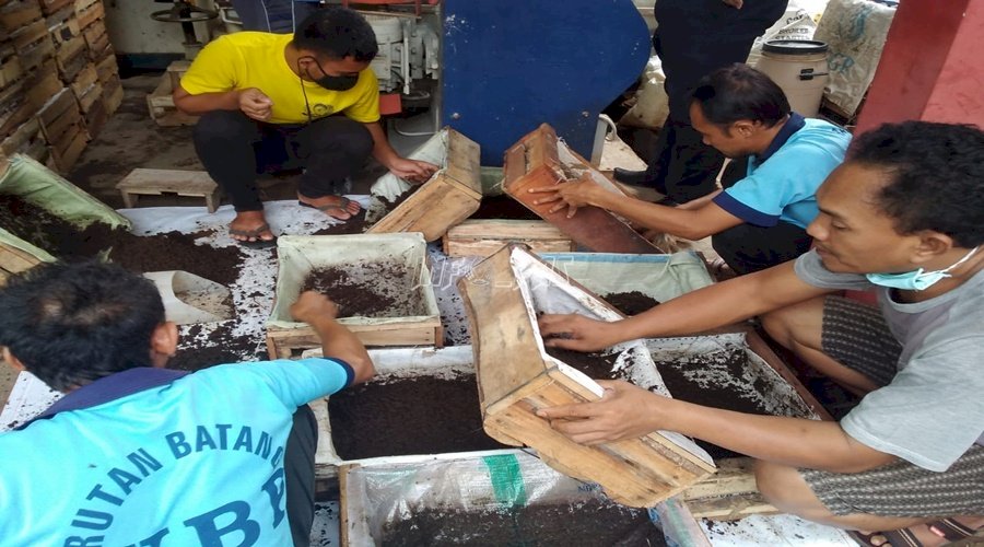 Rutan Batang Panen 111 Kg Hasil Budidaya Cacing