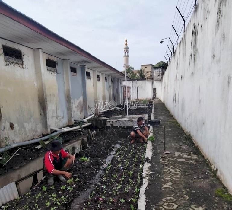 Rutan Kuala Kapuas Manfaatkan Lahan Sempit Untuk Ditanami Sayuran