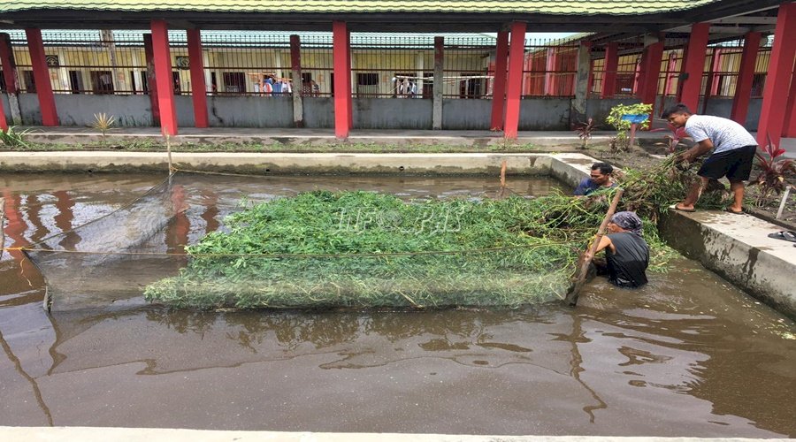 Digemari Masyarakat, Rutan Kuala Kapuas Budidayakan Ikan Nila