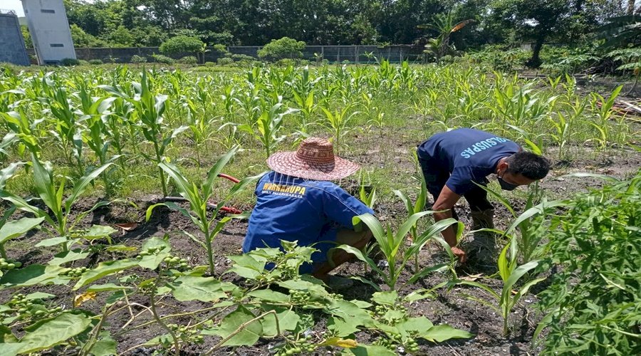 Dukung Ketahanan Pangan, Rutan Palangka Raya Kelola Kebun Jagung & Kangkung
