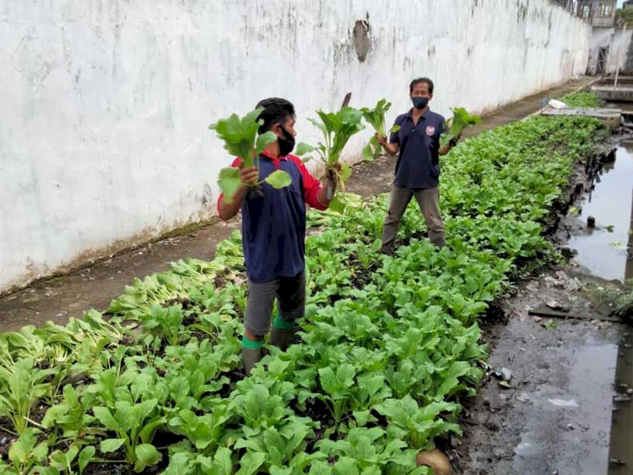 Manfaatkan Lahan Sempit, Rutan Kapuas Sukses Panen Sayuran