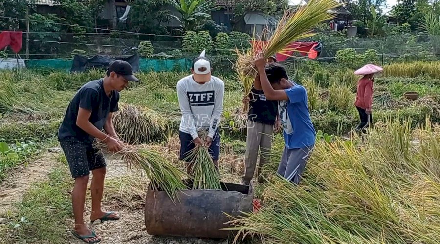 Panen Padi, Wujud Keberhasilan Pembinaan di Lapas Rangkasbitung