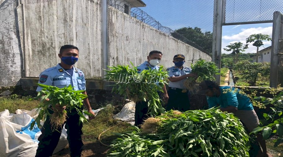 WBP LPN Karang Intan Panen Hasil Kebun