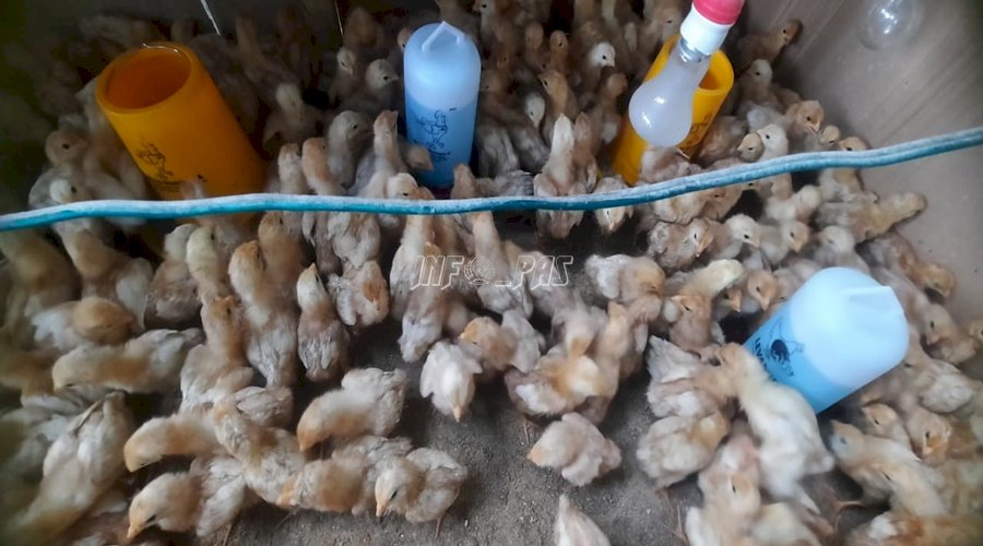 Lapas Piru Terapkan Manajemen Vaksinasi pada Ayam Petelur 