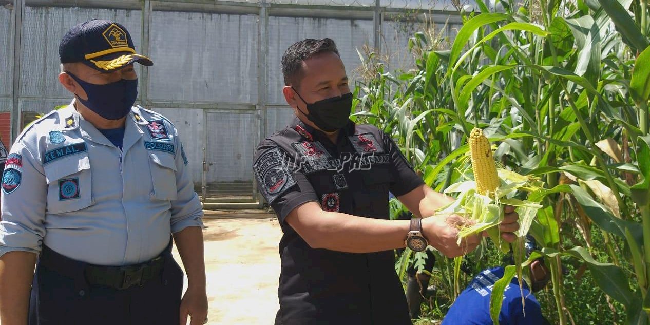 WBP Produktif, LPN Karang Intan Panen Jagung