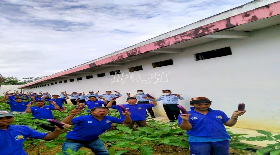SAE Lapas Way Kanan Laksanakan Panen Terong Ungu