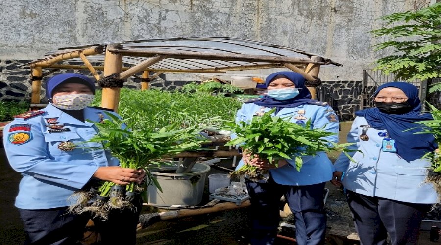 WBP LPP Bandung Panen 15 Kg Kangkung Hidroponik