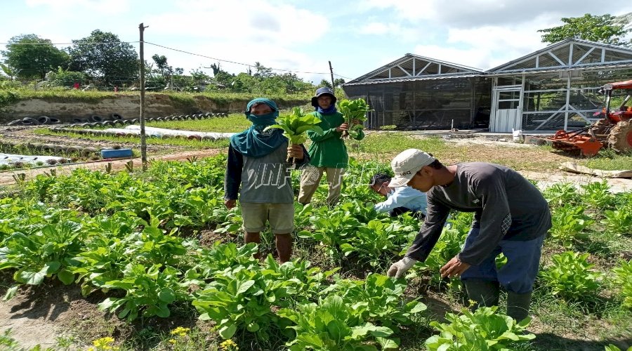 SAE Lapas Rangkasbitung Kembali Panen Sayur Mayur