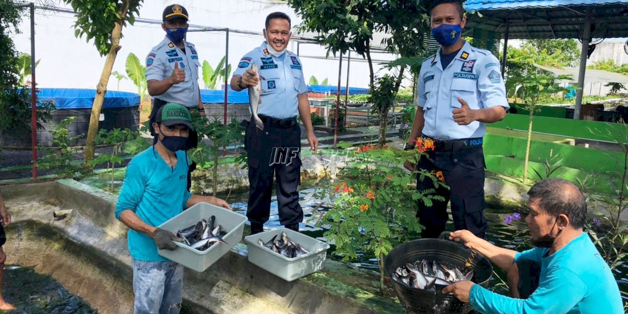 Panen Ikan Patin Budidaya WBP Lapas Karang Intan