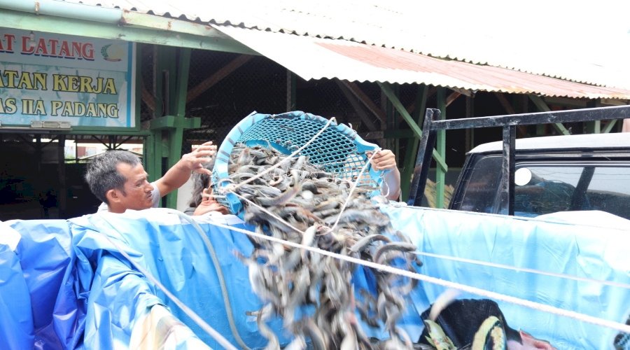 Perdana, Lapas Padang Panen 705 Kg Ikan Lele