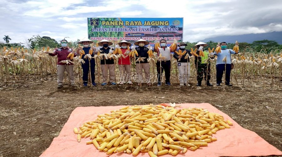 Lapas Padang Dukung Panen Raya Jagung di Lapas Terbuka Pasaman