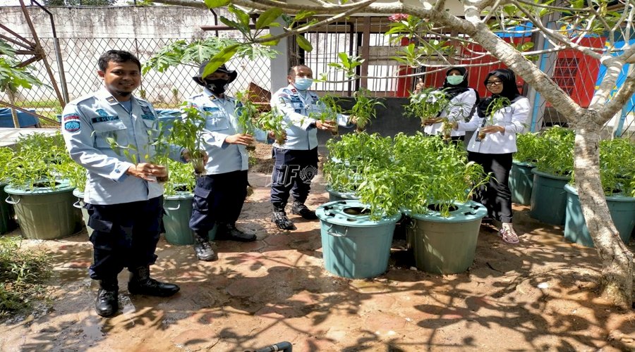 Budidaya Sayuran di Rutan Sambas Hasilkan Panen Kangkung 