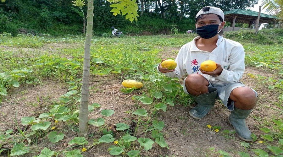 Hari Pertama Ramadan, SAE Lapas Rangkasbitung Panen Timun Suri