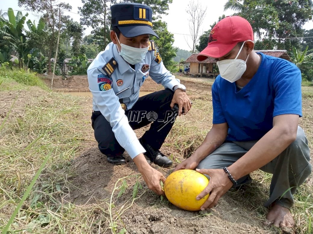 Lapas Rangkasbitung Panen Semangka Madu, Kangkung, dan Bayam