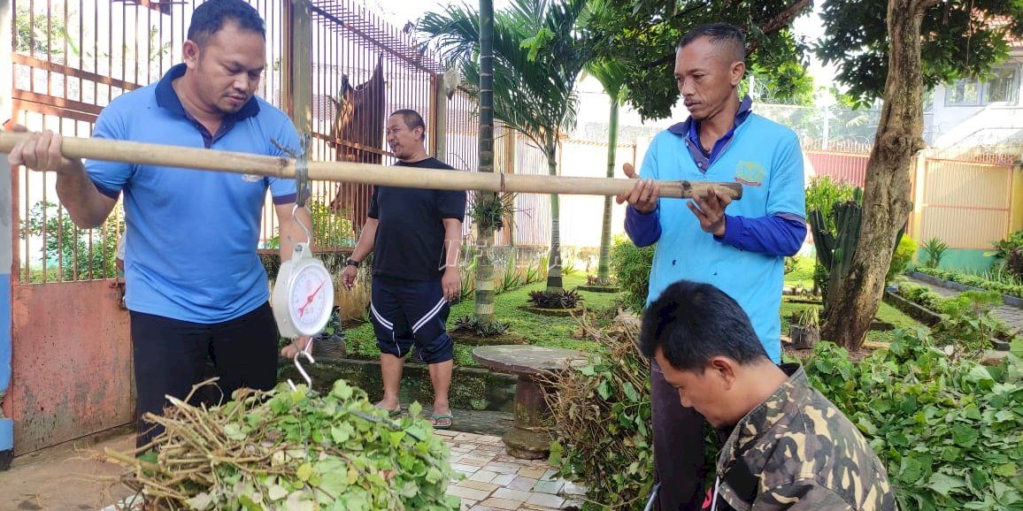 Rutan Batang Panen 214 Kg Tanaman Nilam 